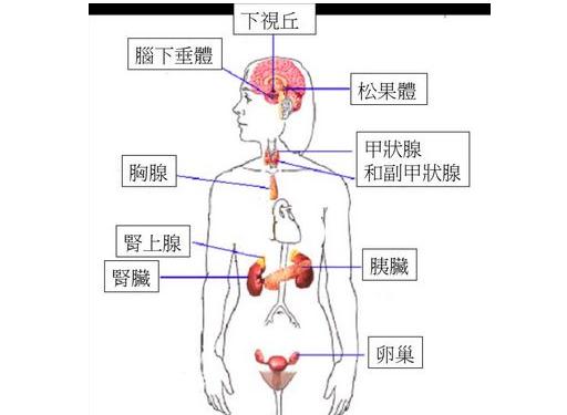 荷尔蒙影响因素